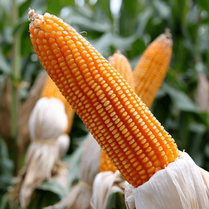 How Corn Varieties Shape American Farming