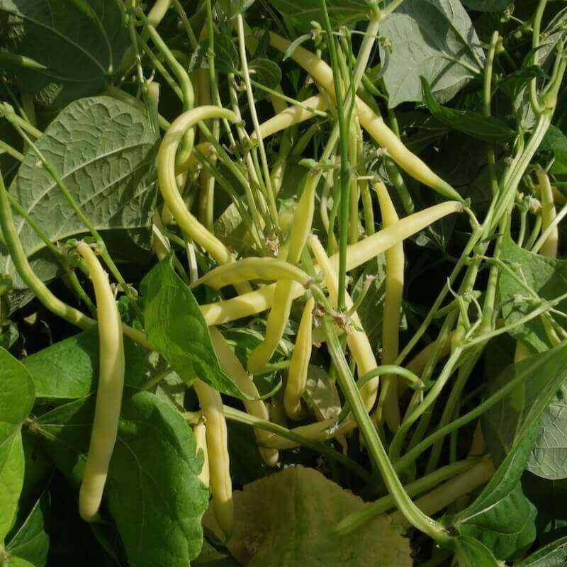 Growing Beans | Drill Don't Till Agriculture