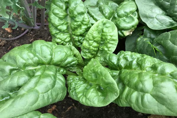 bloomsdale spinach