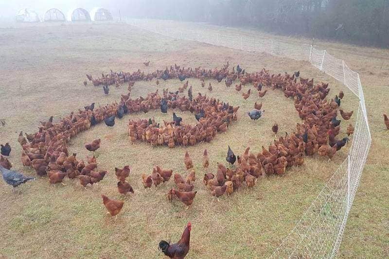 crop circle chickens
