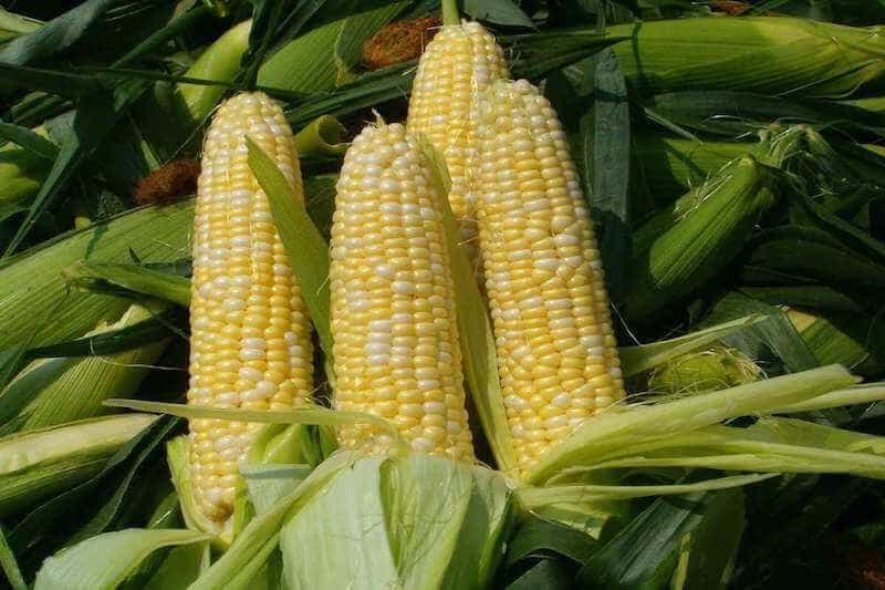 crop circle farm corn harvest