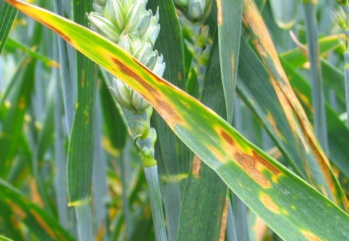 corn rust disease in a field of corn