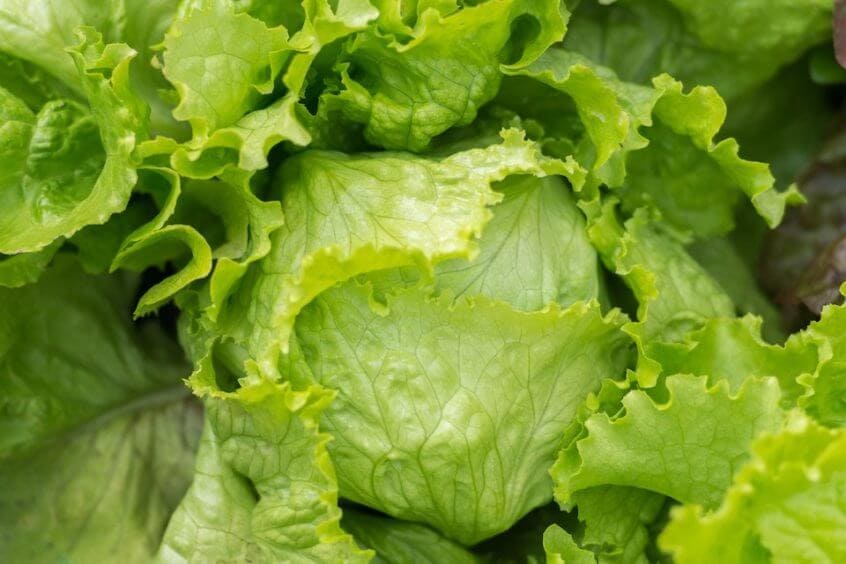 crisphead lettuce