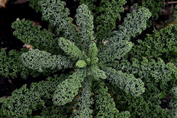 curly garden kale