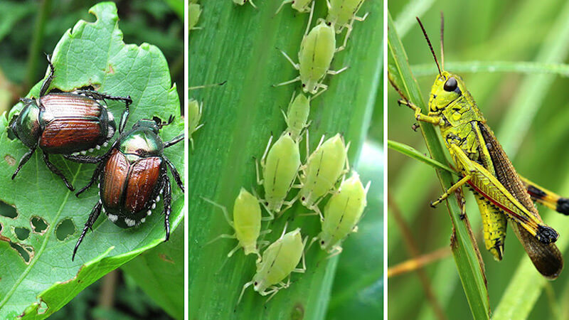garden pests and how to control them
