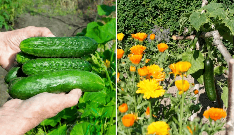 growing marigolds and cucumbers as companion plants on a farm