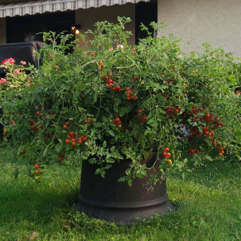 growing crop circle tomatoes