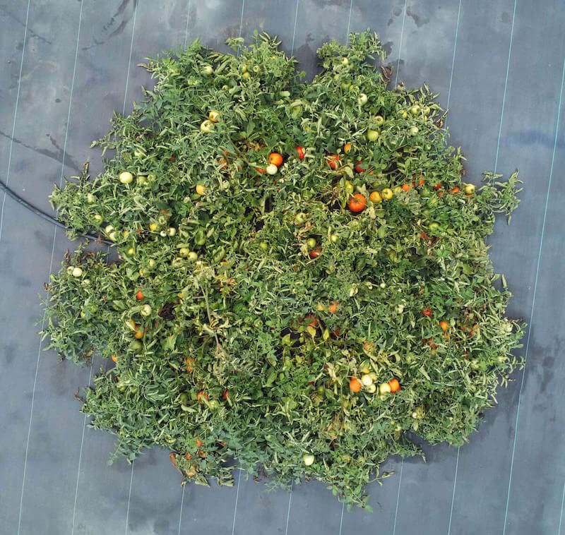 indeterminate tomato plant