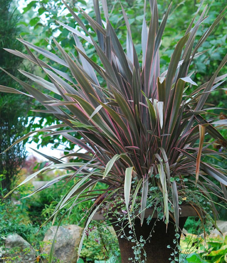 growing ornamental feather grass in a 24 inch garden container