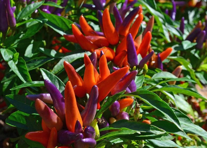 growing colorful ornamental peppers in the garden