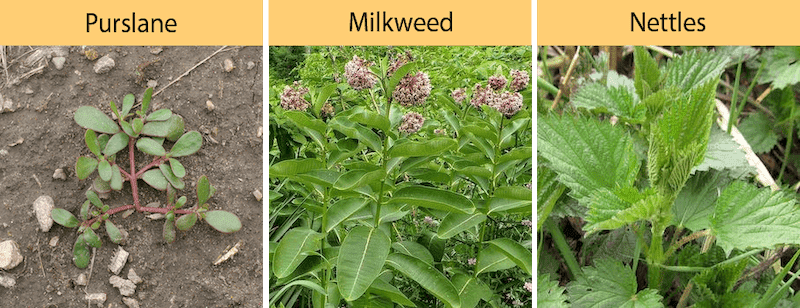 purslane milkweed nettles growing on a farm or in a garden