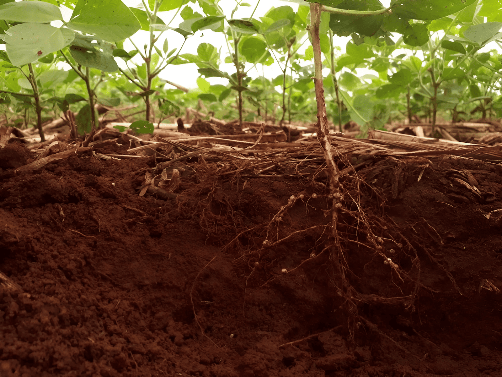 a narrow region of soil that is directly influenced by root secretions and associated soil microorganisms acts as a vibrant hub of nutrient cycling processes