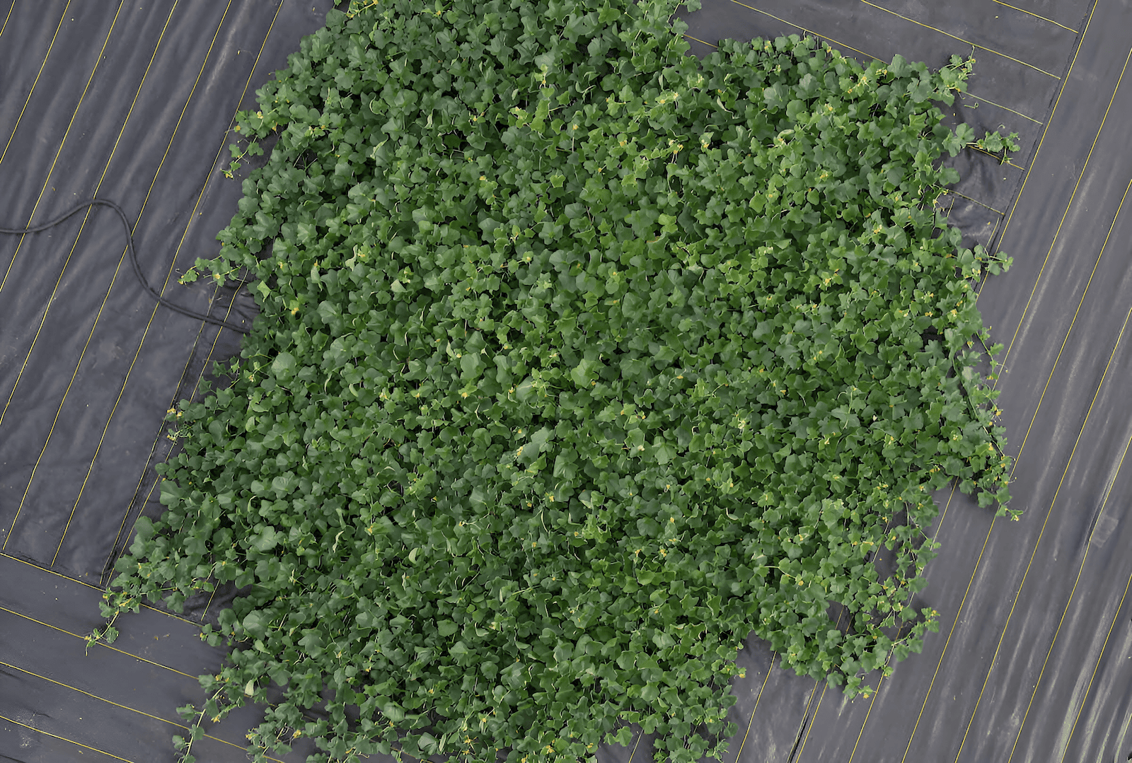 roof top crop circle