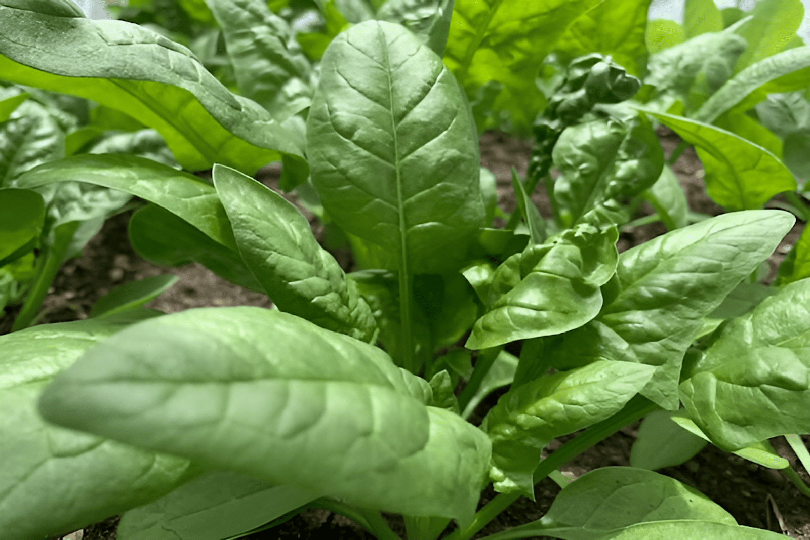 smoothleaf spinach