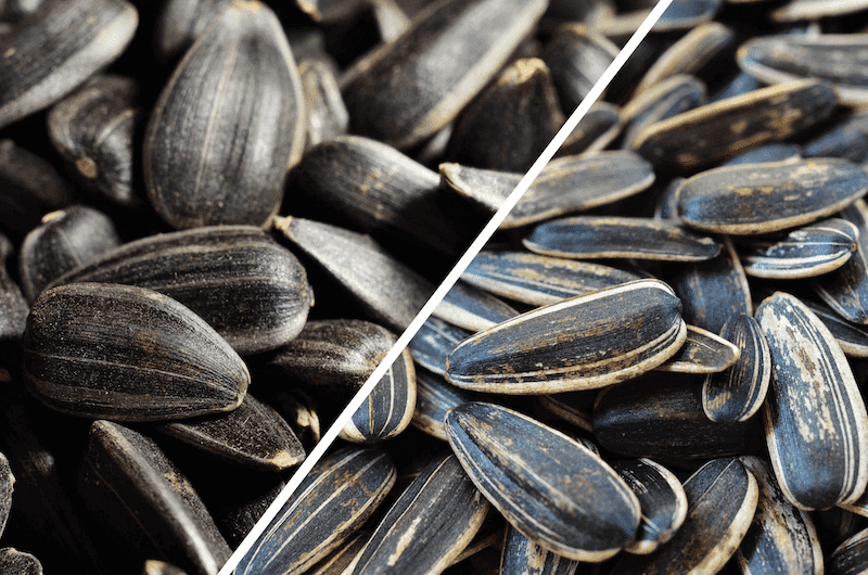 types of striped sunflower seeds
