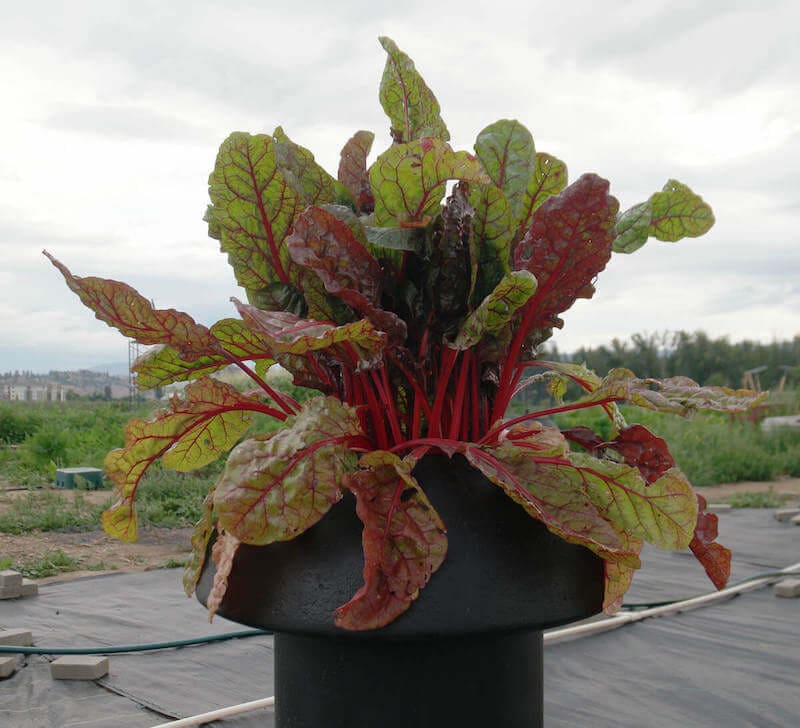 growing Swiss chard in a tomato volcano