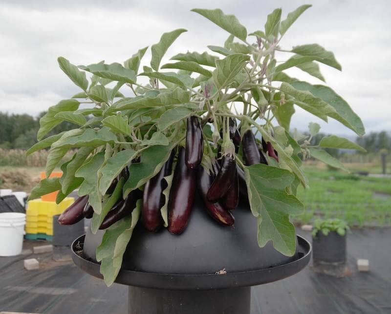 growing eggplant in a tomato volcano
