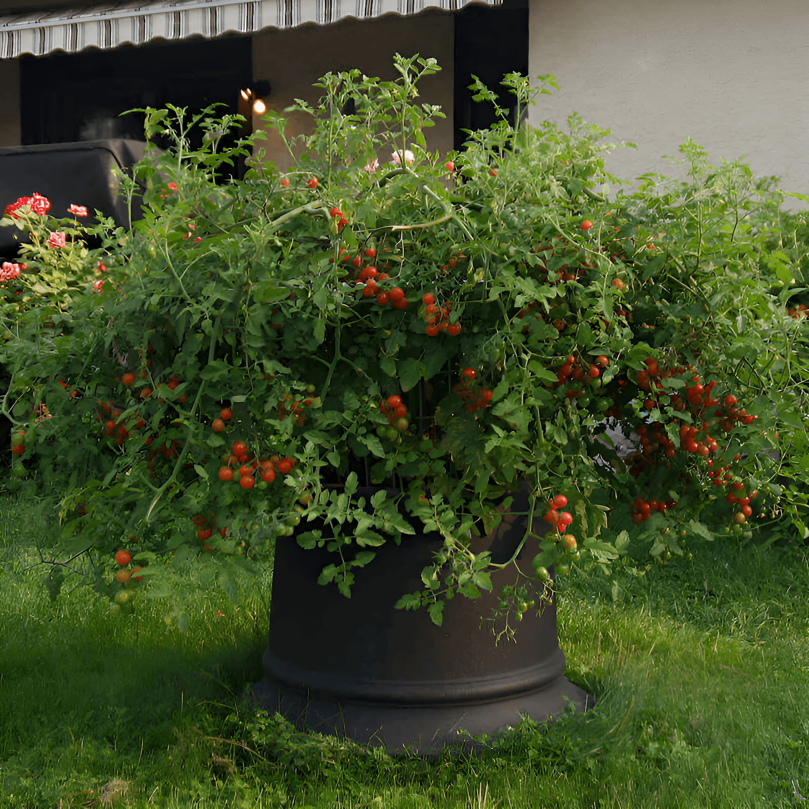 a tomato volcano growing tomatoes