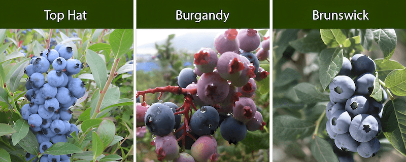 wild blueberries native to northeastern North America