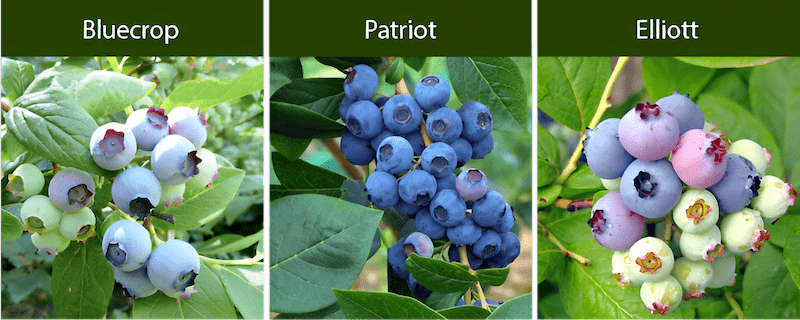 a blueberry that is adaptable to cooler climates