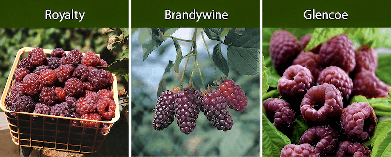 purple raspberries are hybrids between red and black raspberries