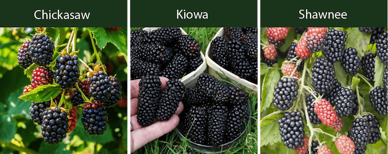 traditional types of blackberries